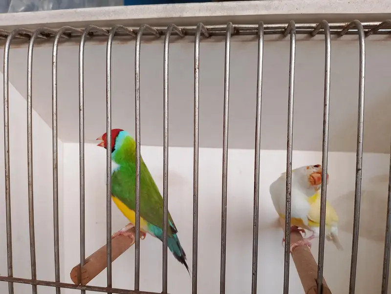 gouldian common and red eyes exibition pair — photo 6