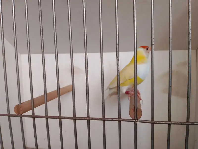 gouldian common and red eyes exibition pair — photo 7