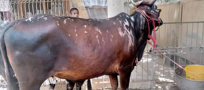 Cow 2026