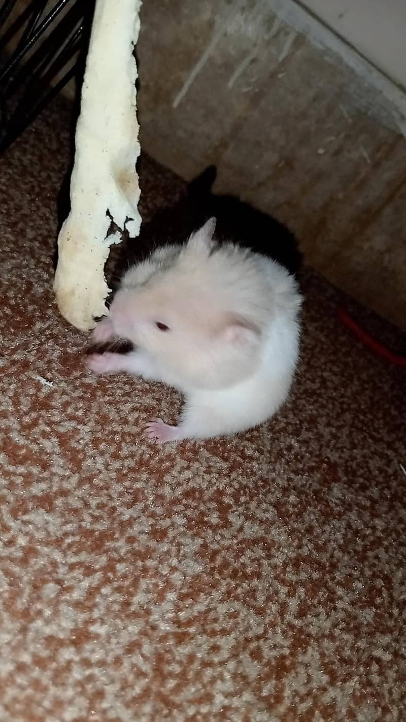 hamster 1