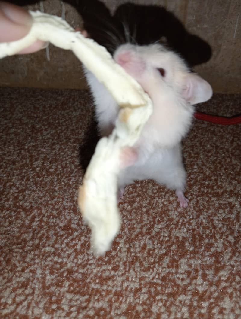 hamster 2