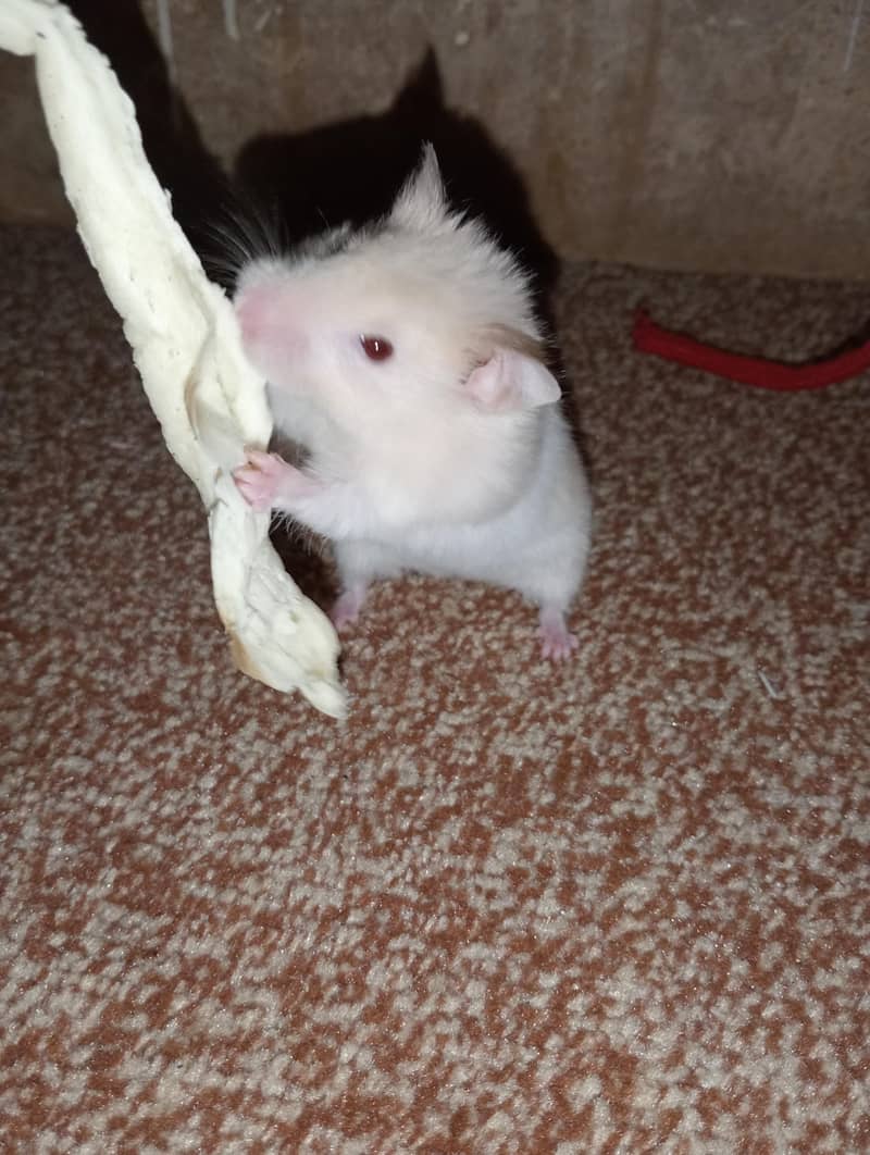 hamster 3