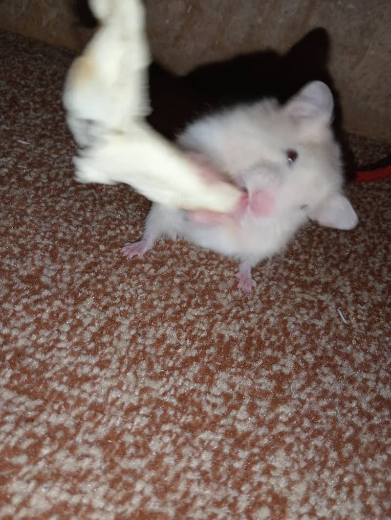 hamster 4