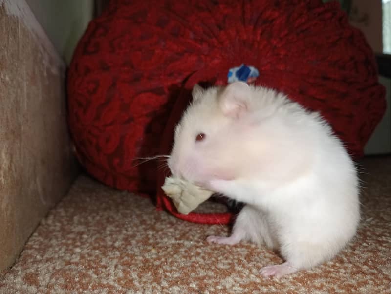 hamster 5