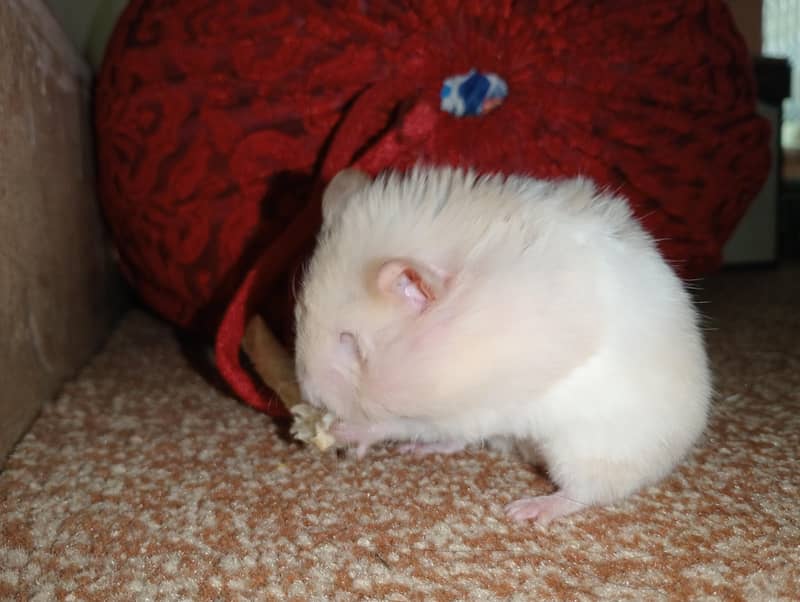 hamster 6