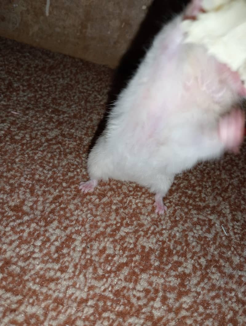 hamster 7