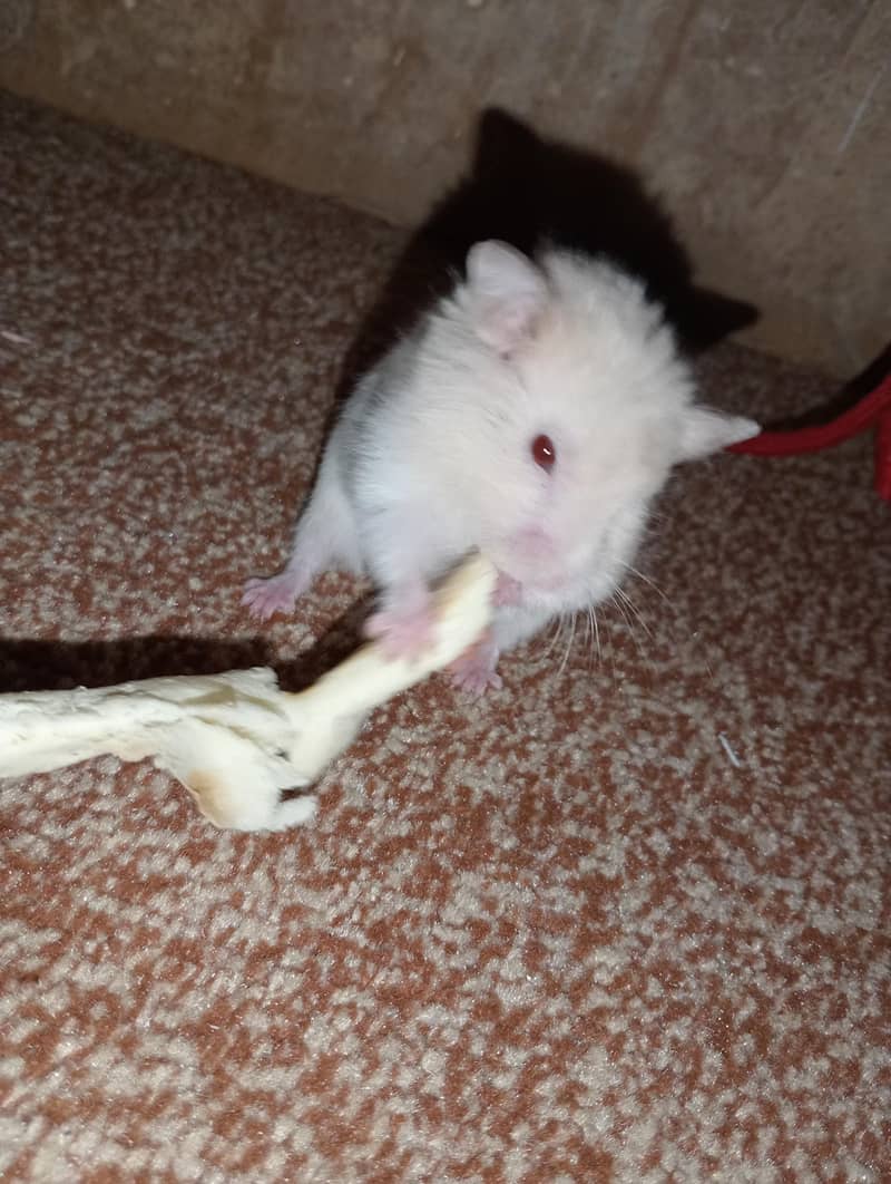 hamster 8