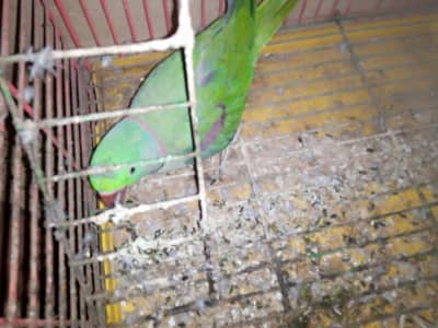 raw parrots for sale