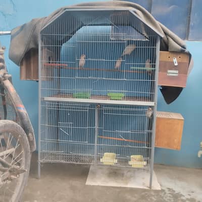 3pairs of lovebirds + cage + boxes