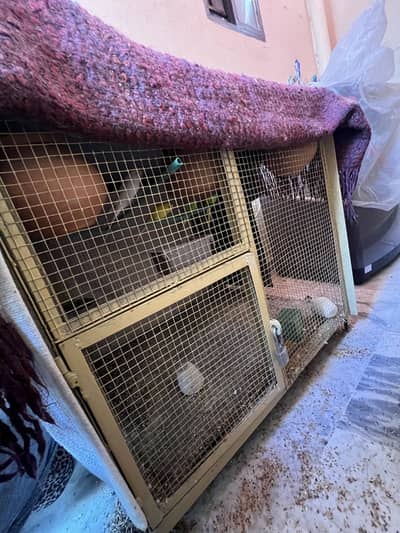Australian pairs with cage