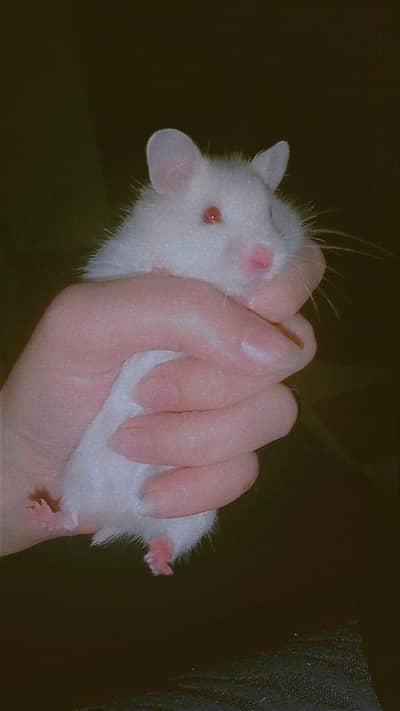 hamster with acrylic box