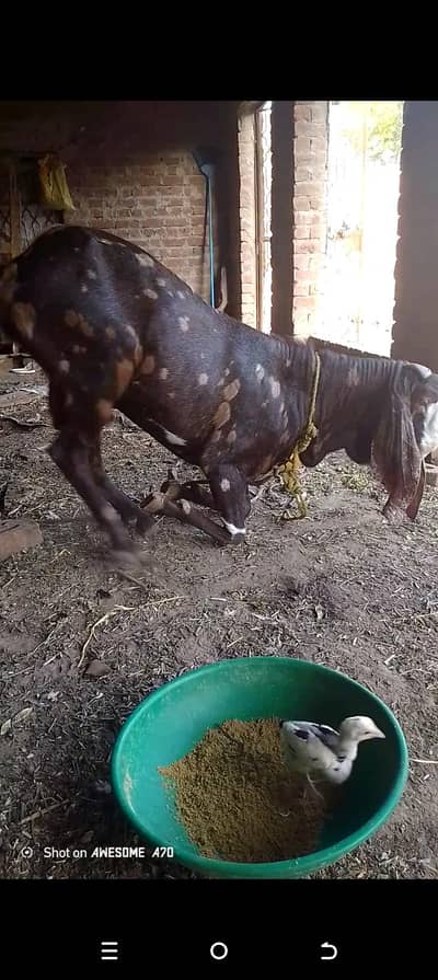 beetle bakra