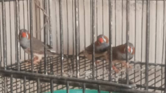 Cage fo sale latifabad hyderabad 03133390119