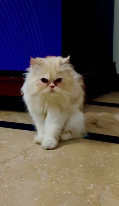 Persian Punch Face