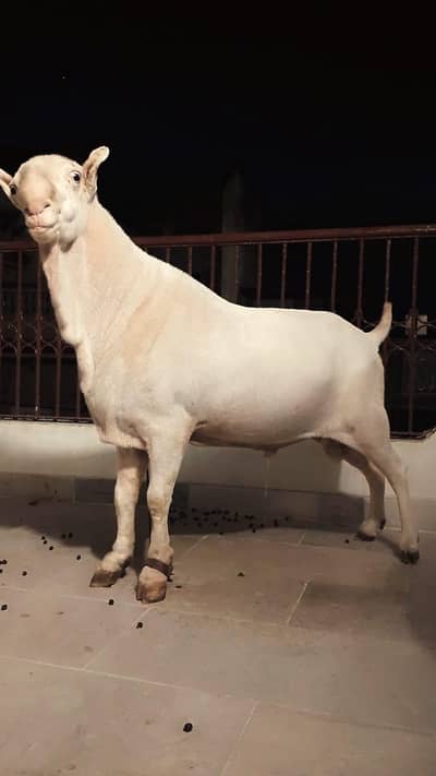 Pure gulabi tedda male