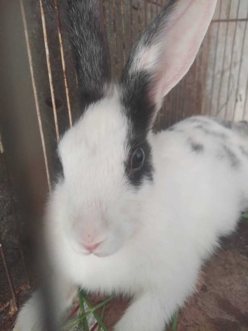 rabbits 0