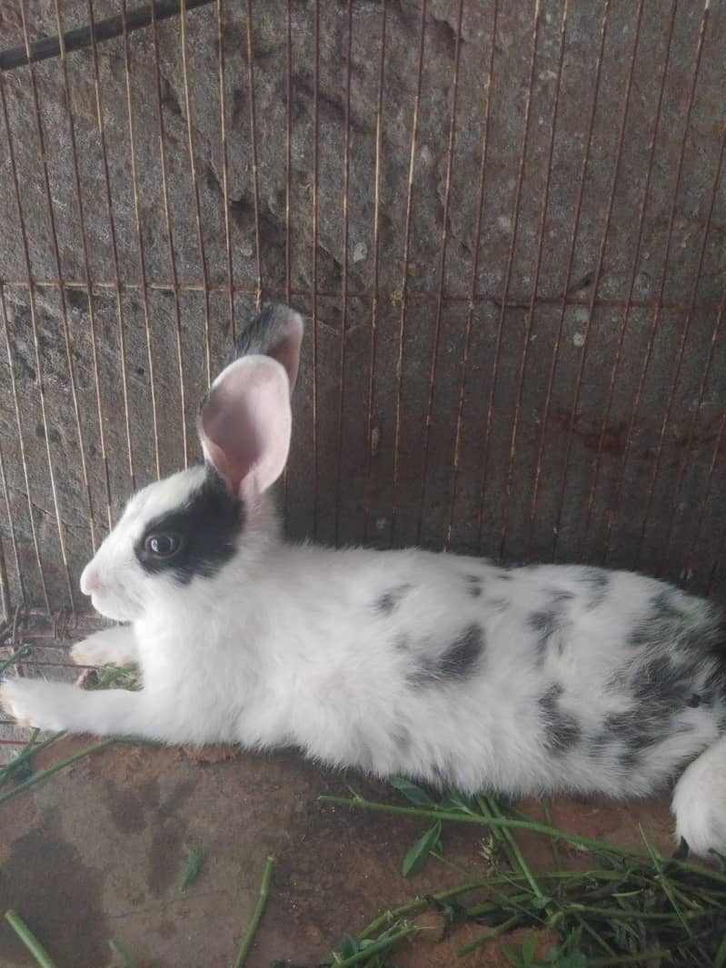 rabbits 1