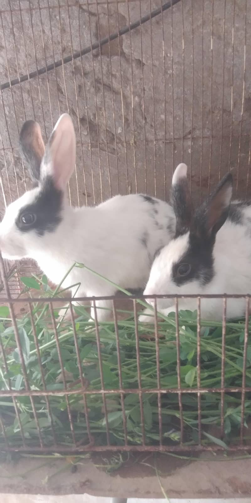 rabbits 2