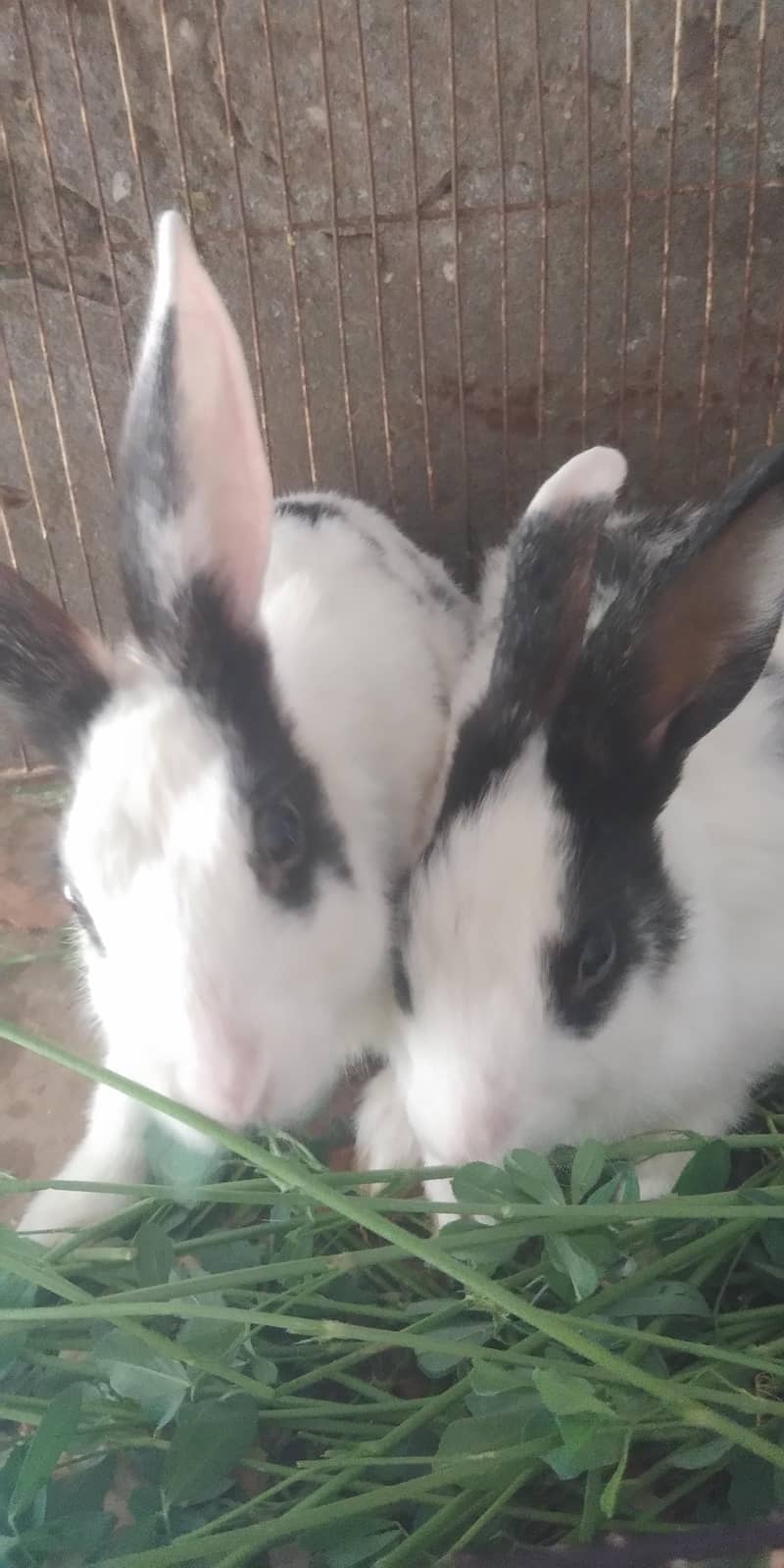 rabbits 3