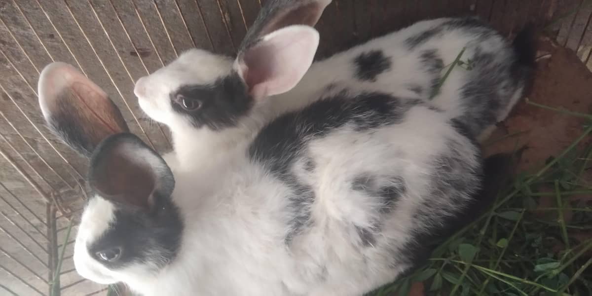 rabbits 4