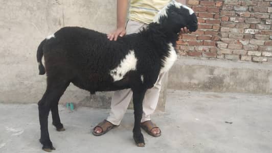 Ablak Mundra  Fresh 2 dant for Qurbani