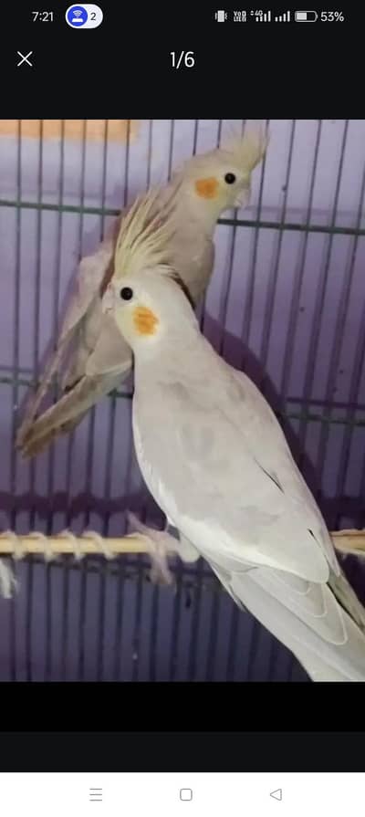 talking parrot pair jorii breeder
