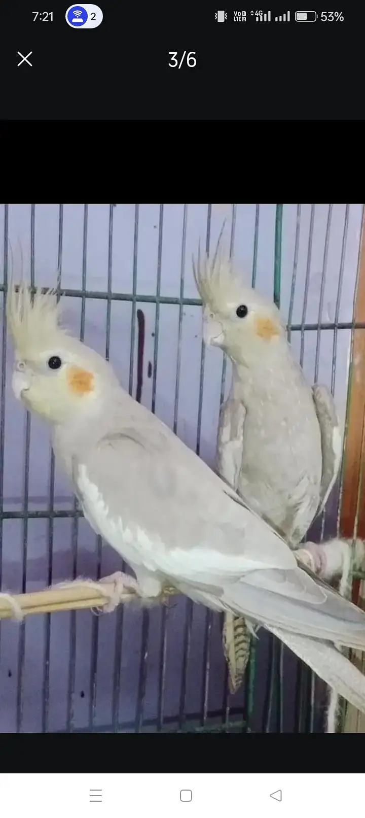 talking parrot pair jorii breeder — photo 2