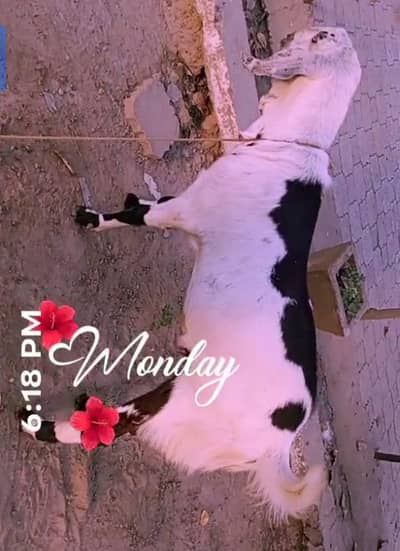 Contact number 03157778509