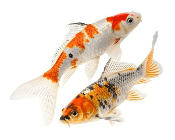 koi fish 0