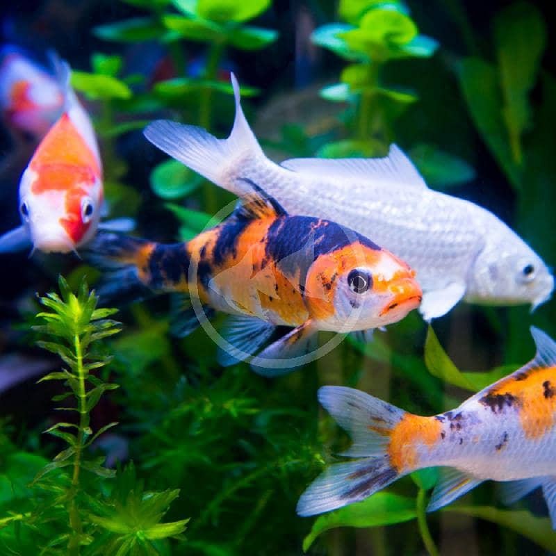 koi fish 1