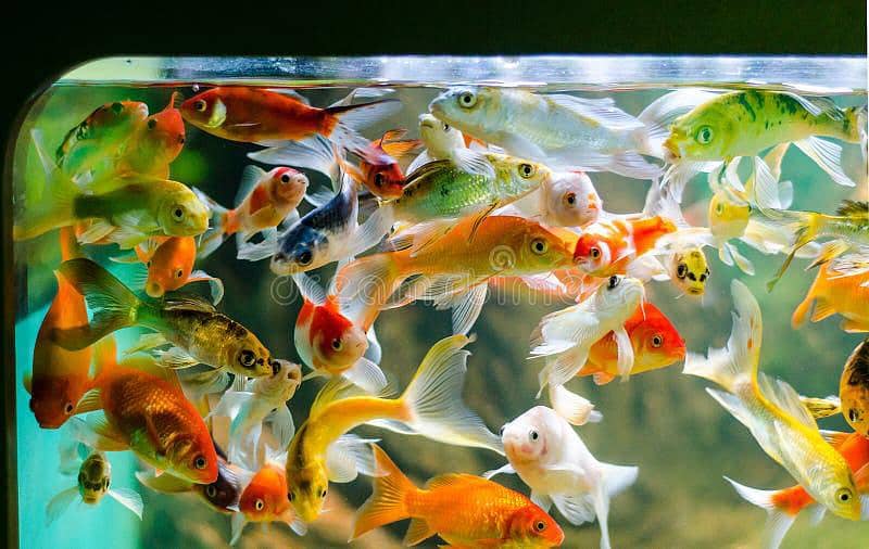 koi fish 2