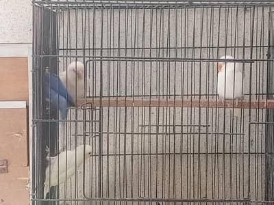 lovebird for sale