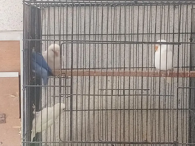 lovebird for sale