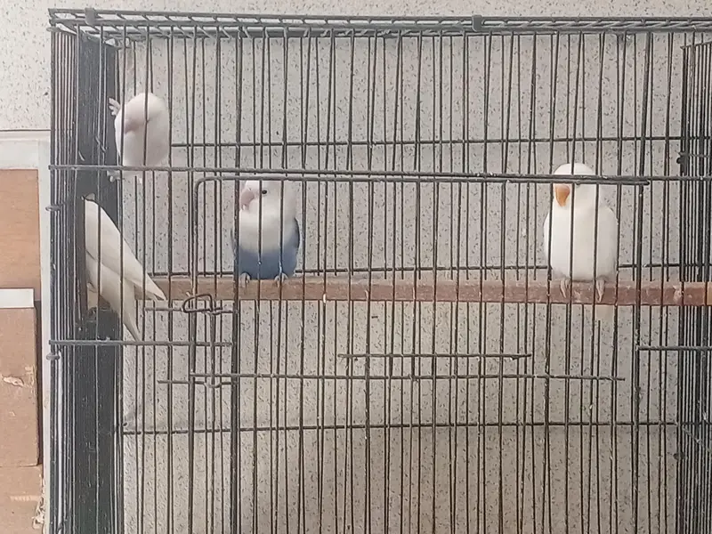 lovebird for sale — photo 2