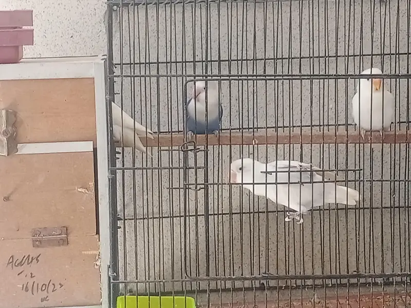 lovebird for sale — photo 3