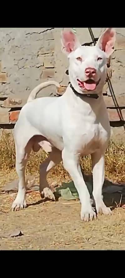 gultair male dog