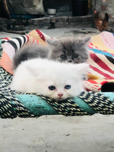cats with babies