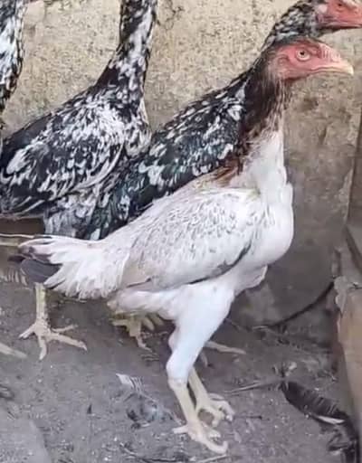 Aseel female