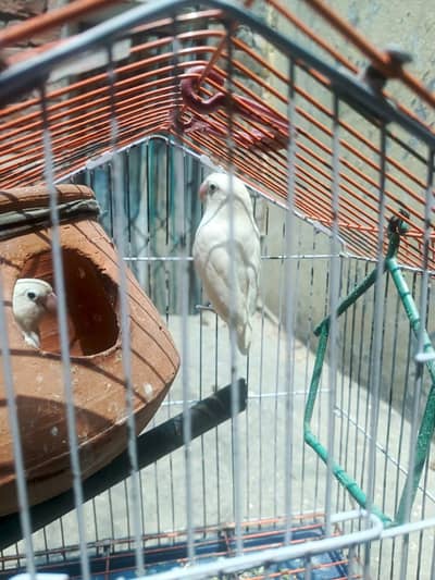 love bird breeder