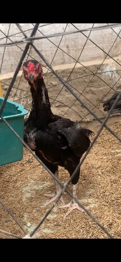 Ko shamo/black ko shamo/blue ko shamo/ko shamo chick/white shamo/shamo