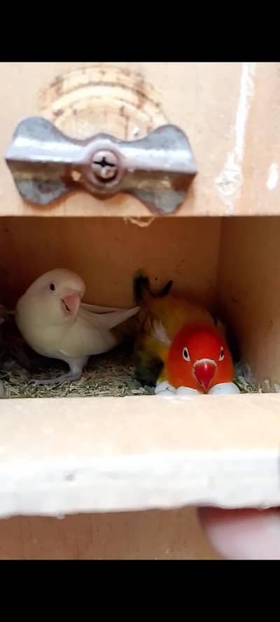 breeder pair