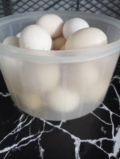 Fertile Eggs
