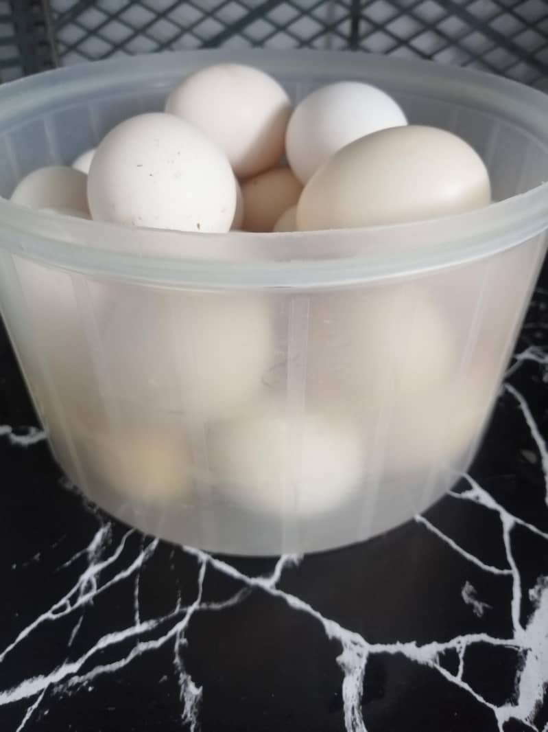 Fertile Eggs 0