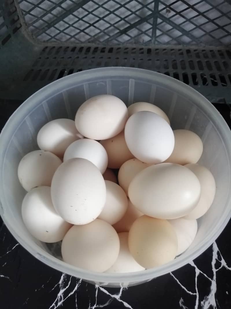 Fertile Eggs 1