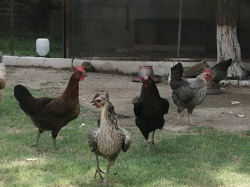 Fertile Eggs 2