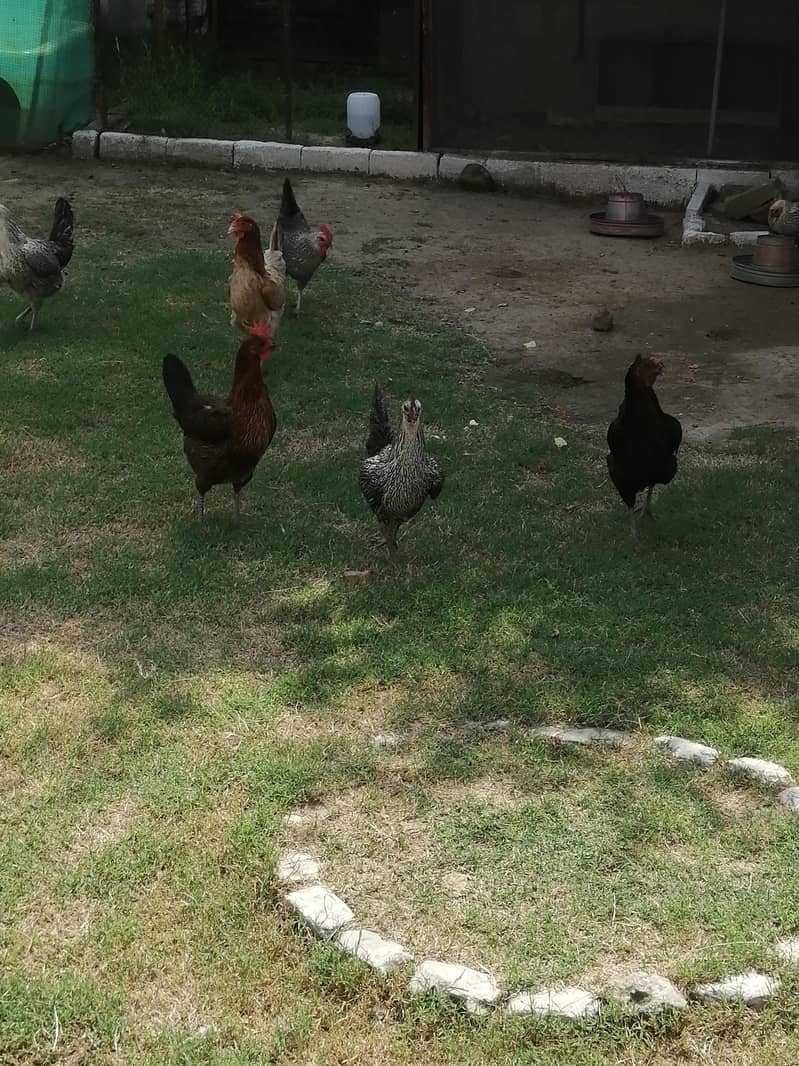 Fertile Eggs 3