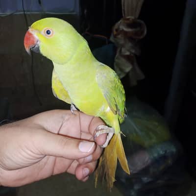 green Ring neck female Sami tame 10000rs