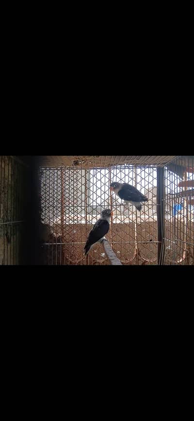 Black Mauve Personata Chicks