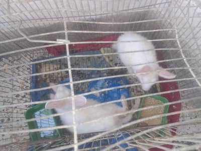 Pair of 1-Month Old White Rabbits – Red Eyes, Pink Ears