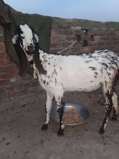 Goat female  path qurbani ke liye